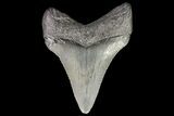 Juvenile Megalodon Tooth - Georgia #75307-1